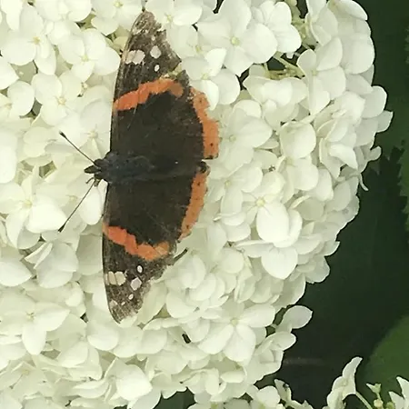 Butterfly *